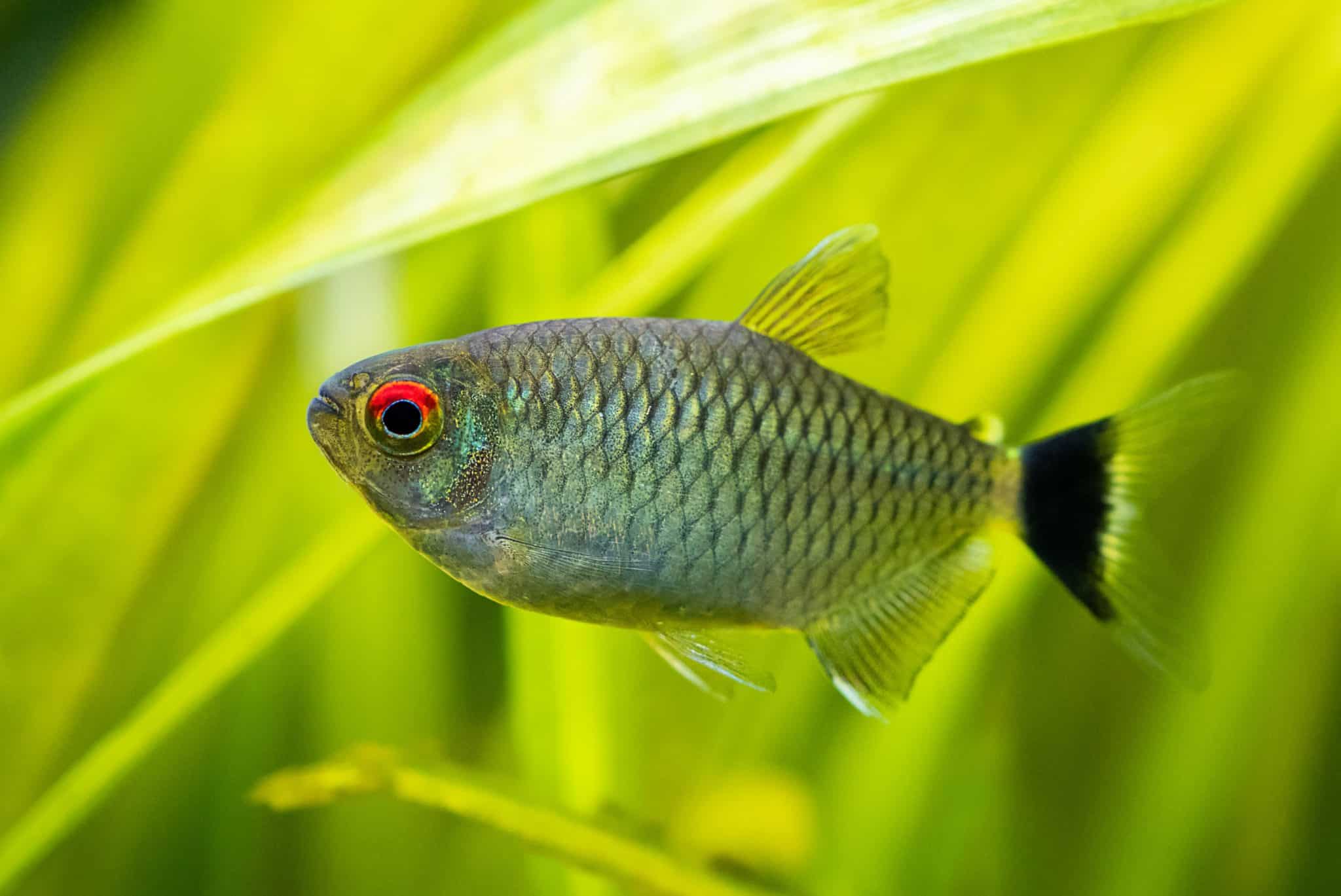 Red Eye Tetra (Moenkhausia sanctaefilomenae) Ultimate Care Guide