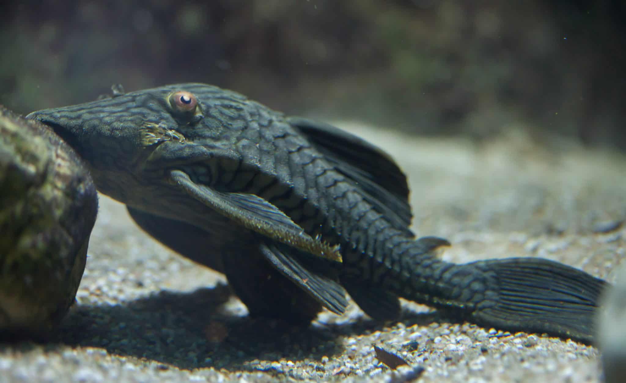 Butterfly Pleco Care, Size, Breeding & More