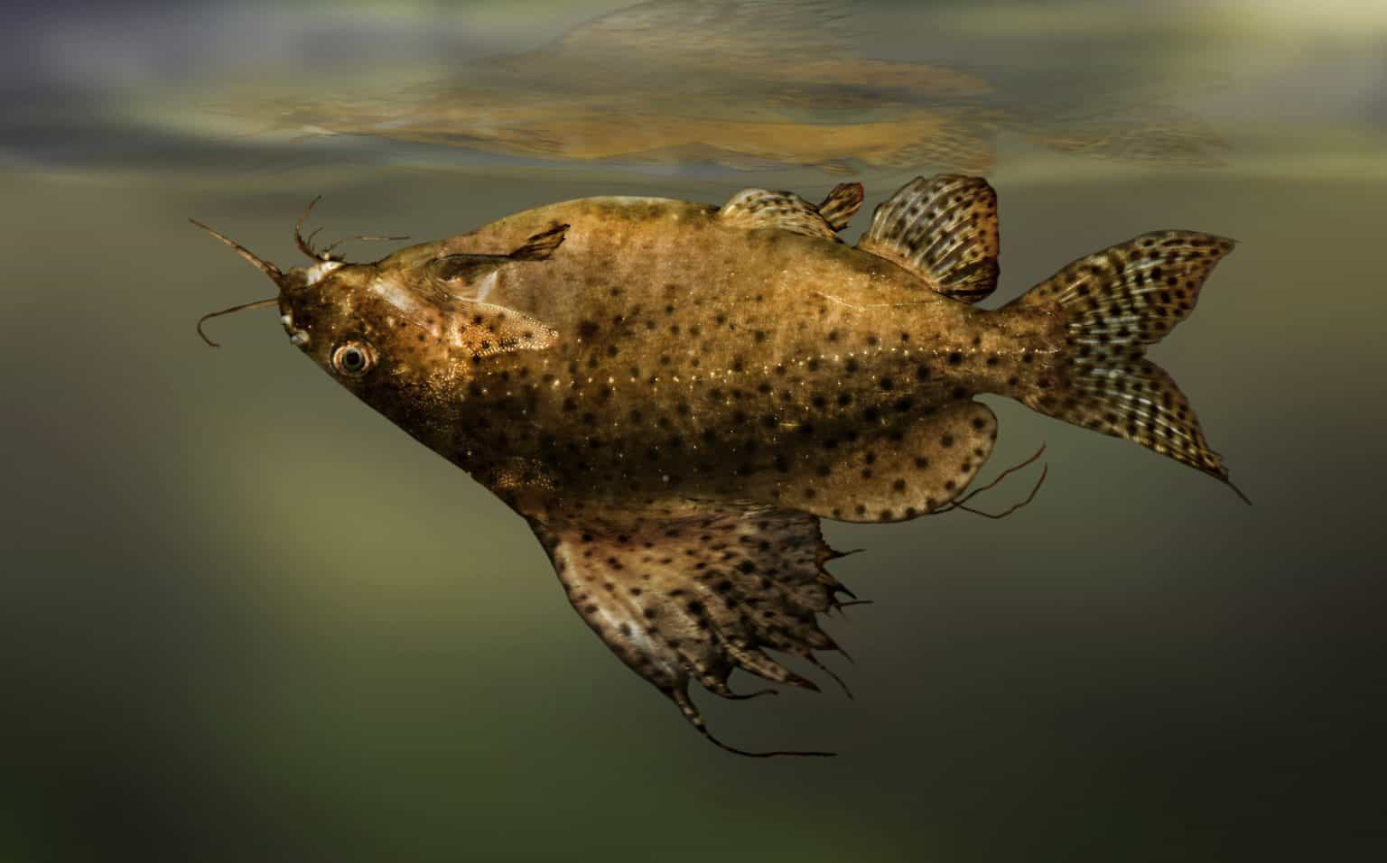 Upside Down Catfish (Synodontis Nigriventris) Ultimate Care Guide