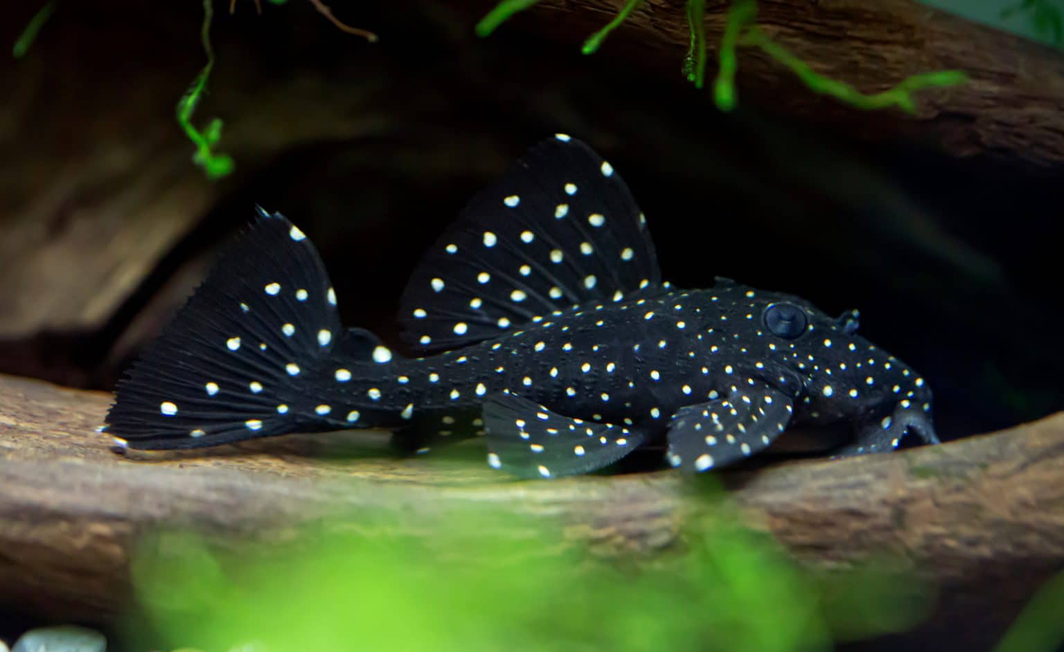 Vampire Pleco / Galaxy Pleco (Leporacanthicus Galaxias) Guide Fish
