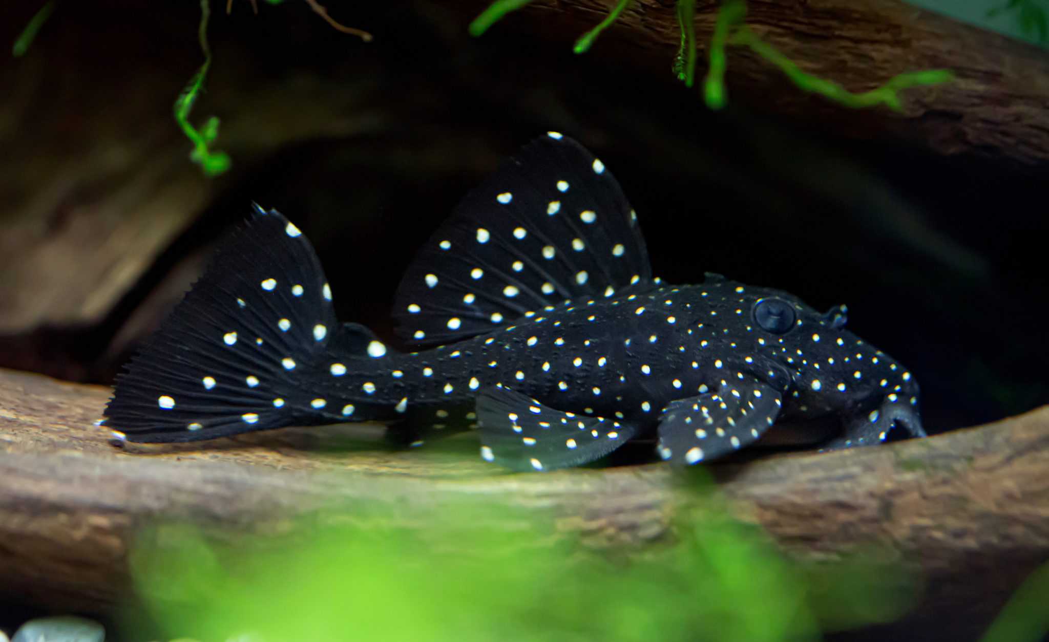 Pleco Types List of Top 20 Types of Plecos Fish Laboratory