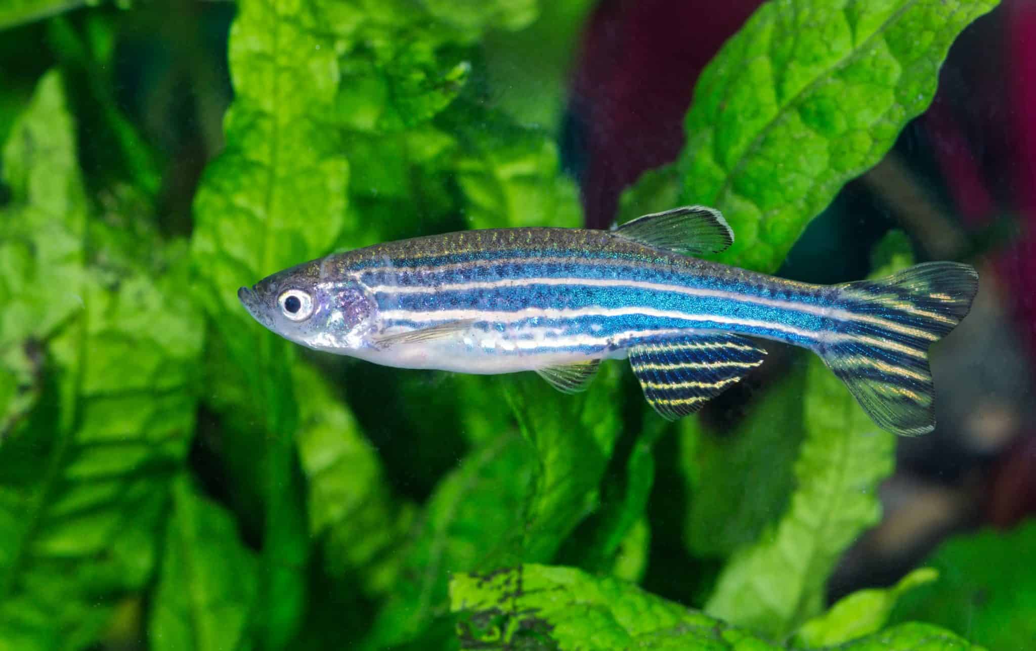 Zebra Danio (Danio Rerio) Ultimate Care Guide Fish Laboratory