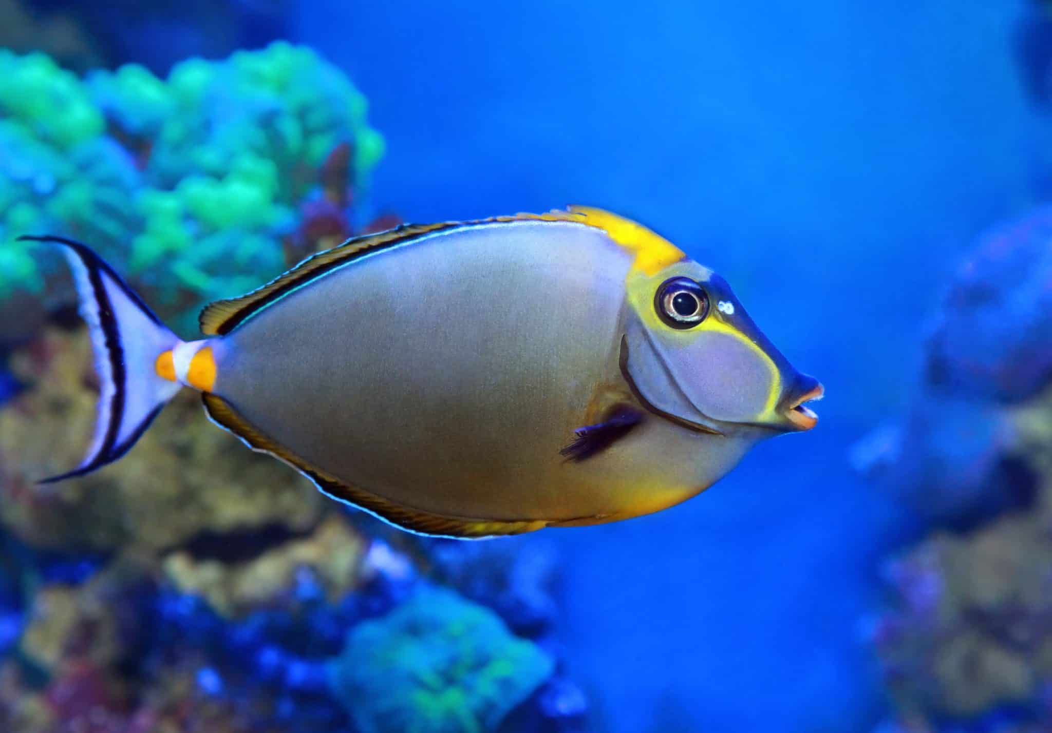 Yellow Tang Zebrasoma Flavescens Ultimate Care Guide Fish Laboratory