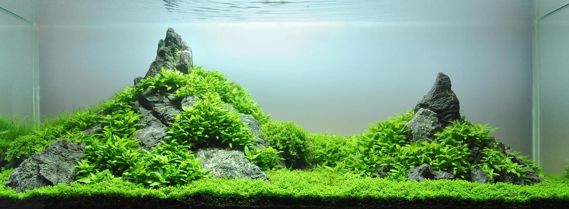 Staurogyne Repens Care | The Ultimate Guide - Fish Laboratory