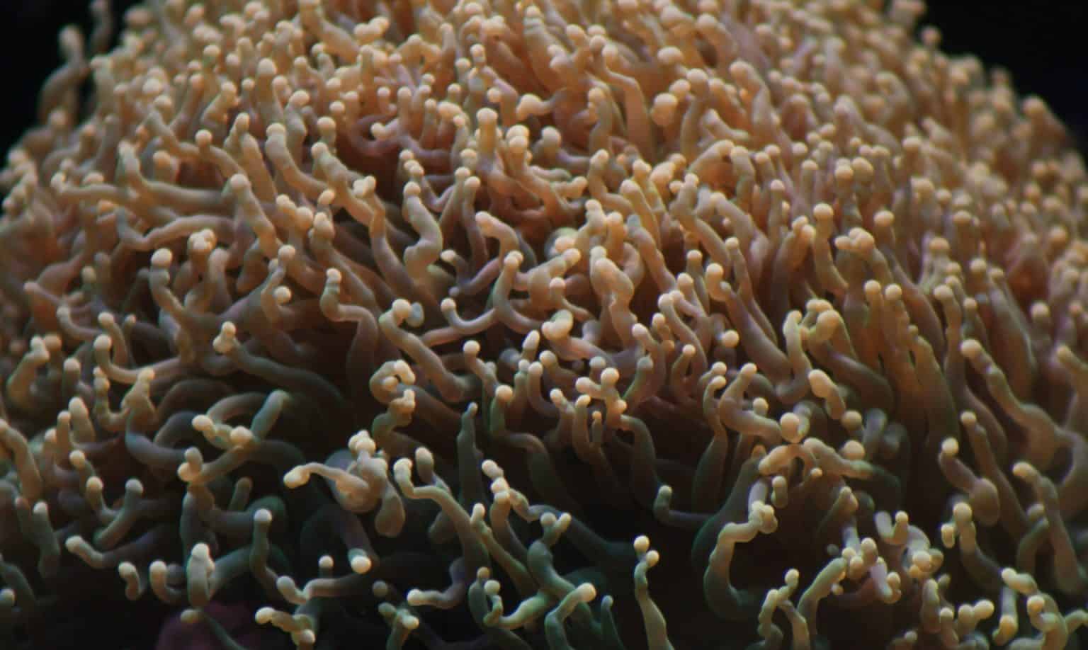 Torch Coral (Euphyllia glabrescens) Ultimate Care Guide Fish Laboratory