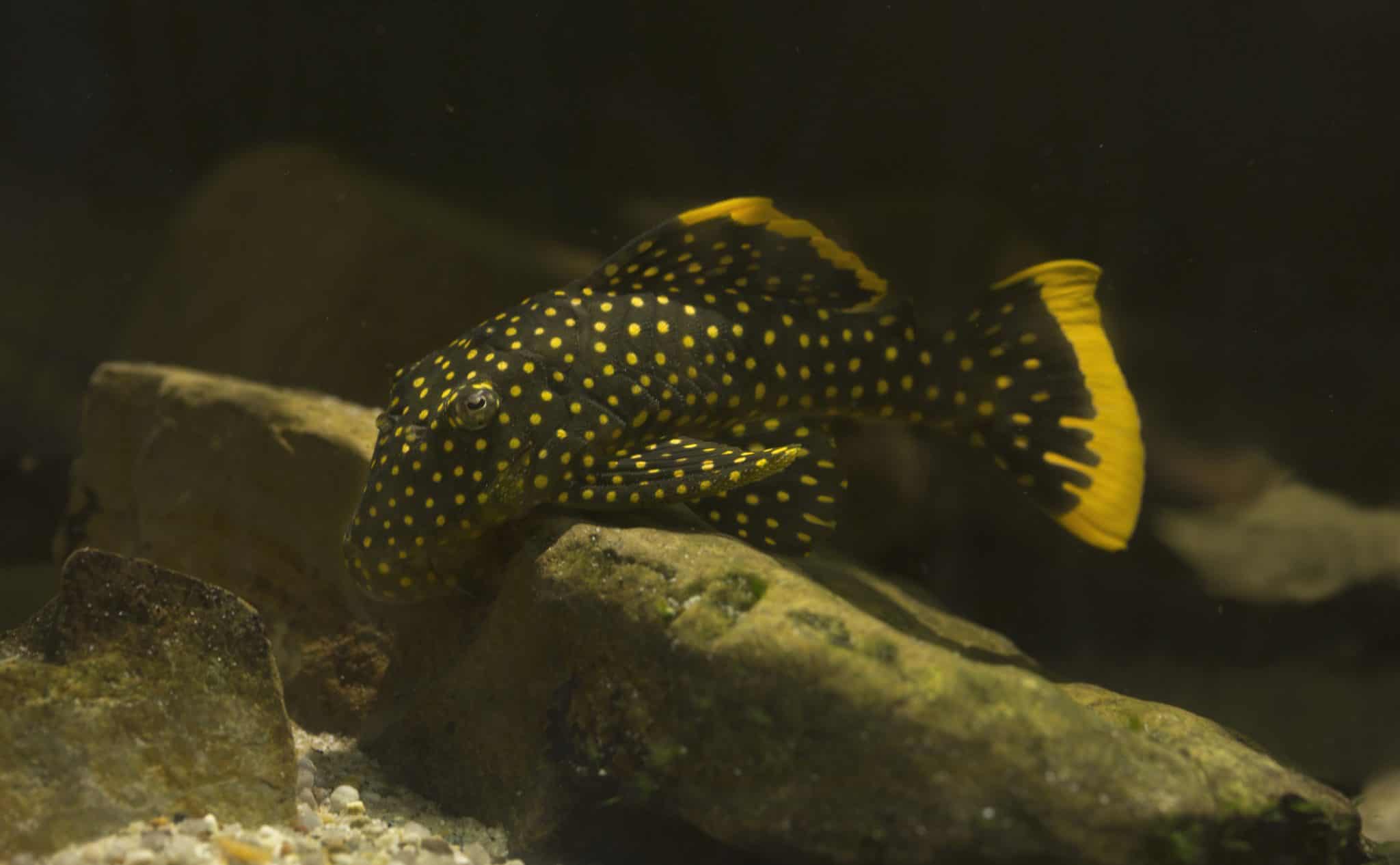 Pleco Types List of Top 20 Types of Plecos Fish Laboratory