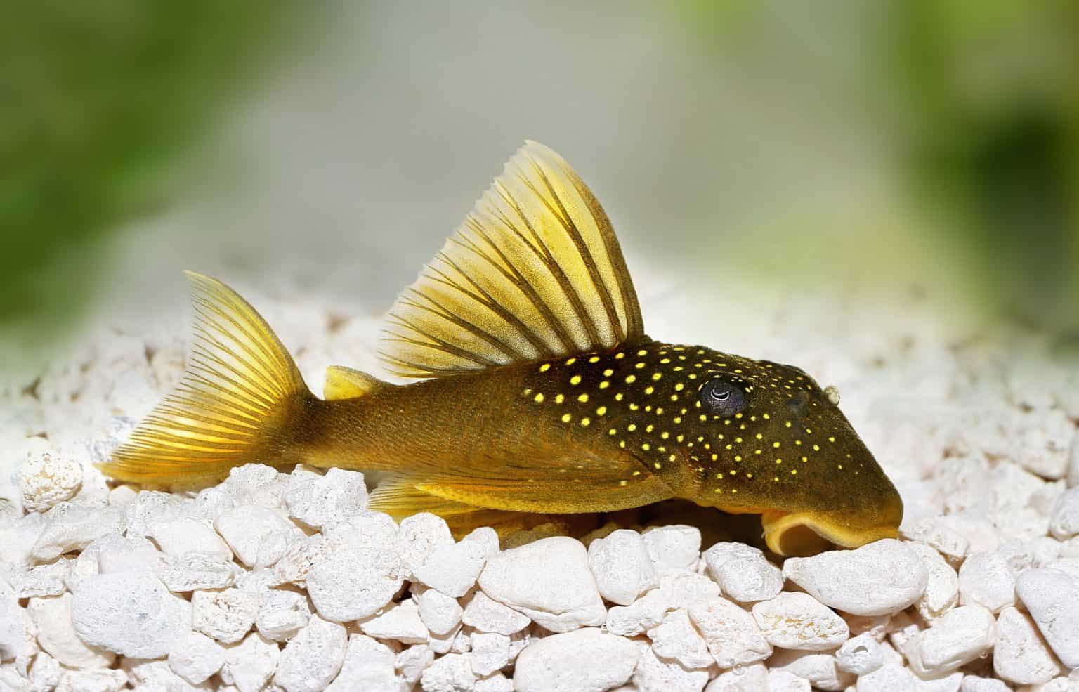 Pleco Types List of Top 20 Types of Plecos Fish Laboratory