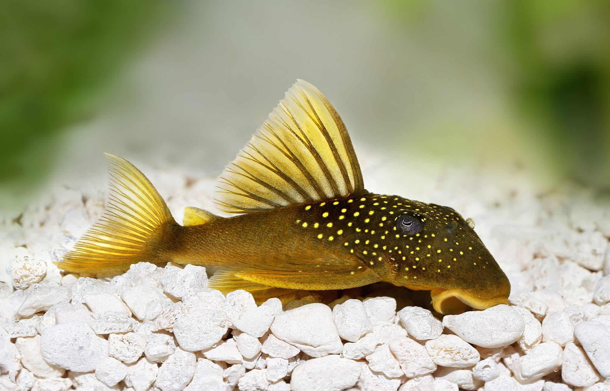 Pleco Types List of Top 20 Types of Plecos Fish Laboratory