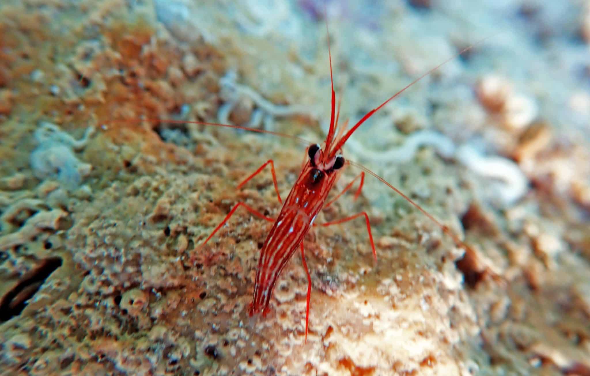 Peppermint Shrimp (Lysmata wurdemanni) Ultimate Care Guide Fish