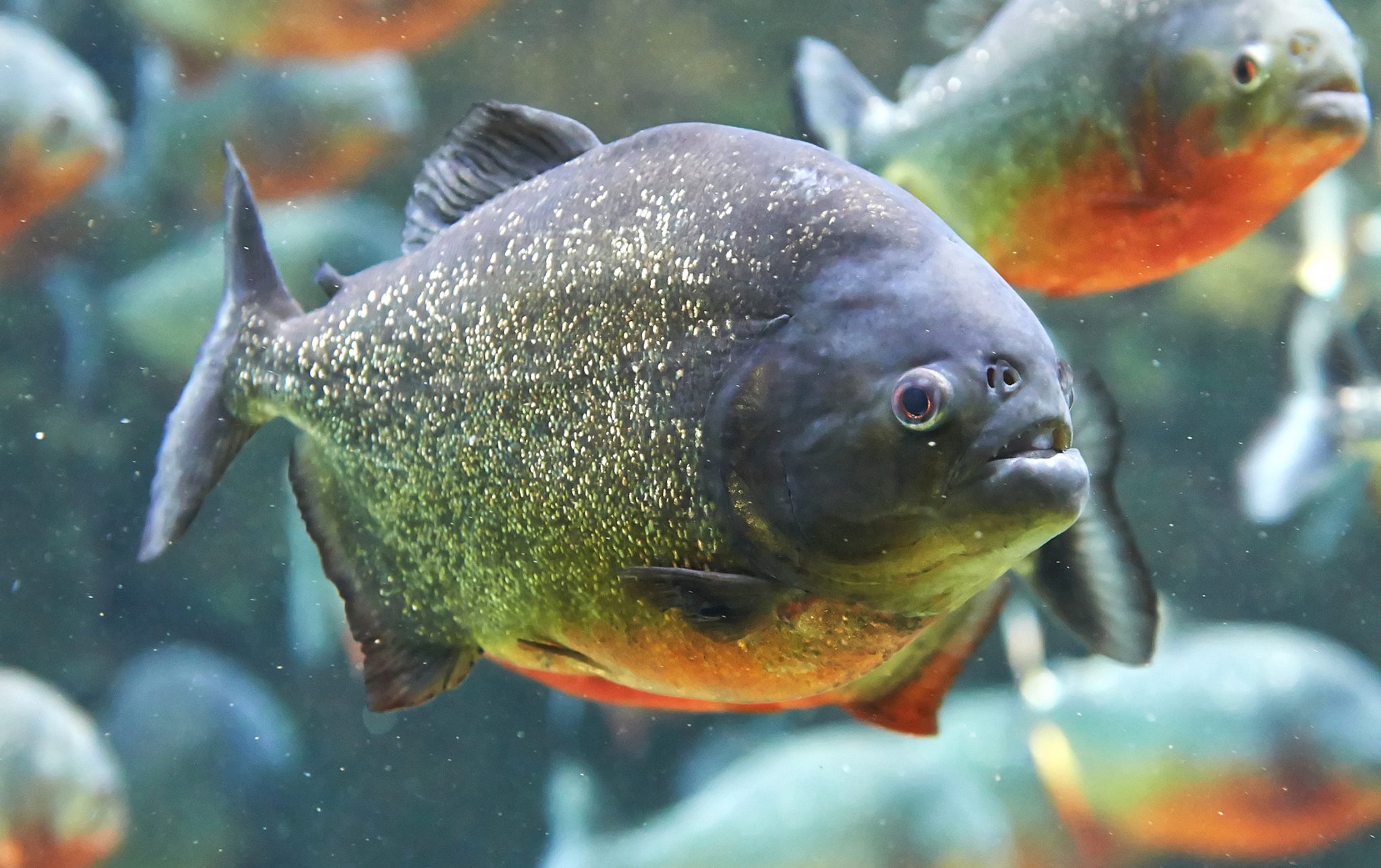 Red Belly Piranha Pygocentrus Nattereri The Ultimate Care Guide 