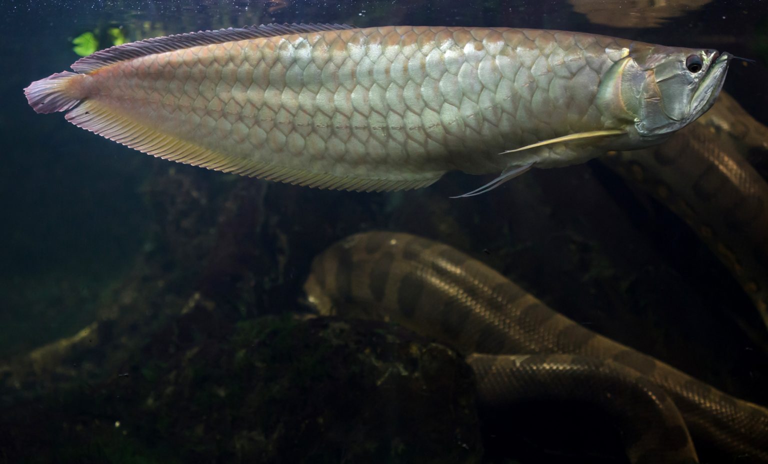 Silver Arowana (Osteoglossum Bicirrhosum) Ultimate Care Guide Fish