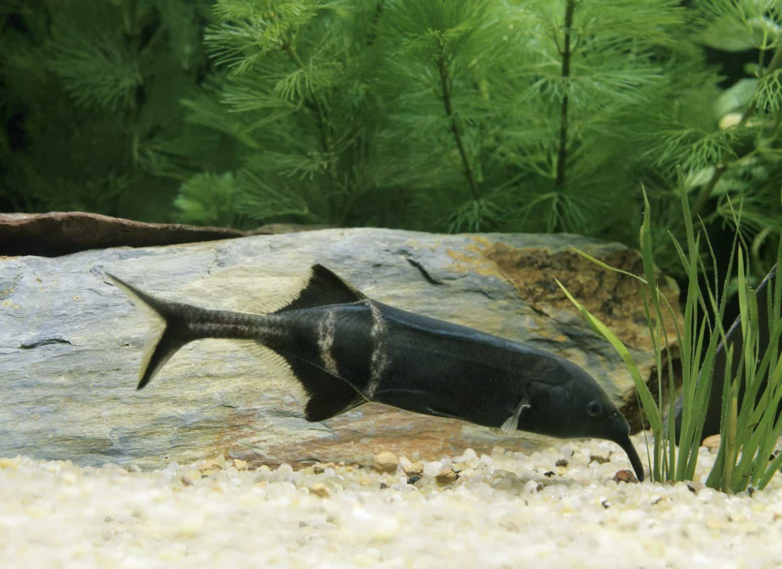 Elephant Nose Fish (Gnathonemus petersii) Ultimate Care Guide Fish