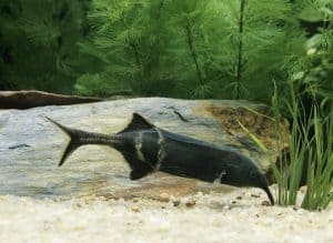 Elephant Nose Fish (Gnathonemus petersii): Ultimate Care Guide - Fish ...