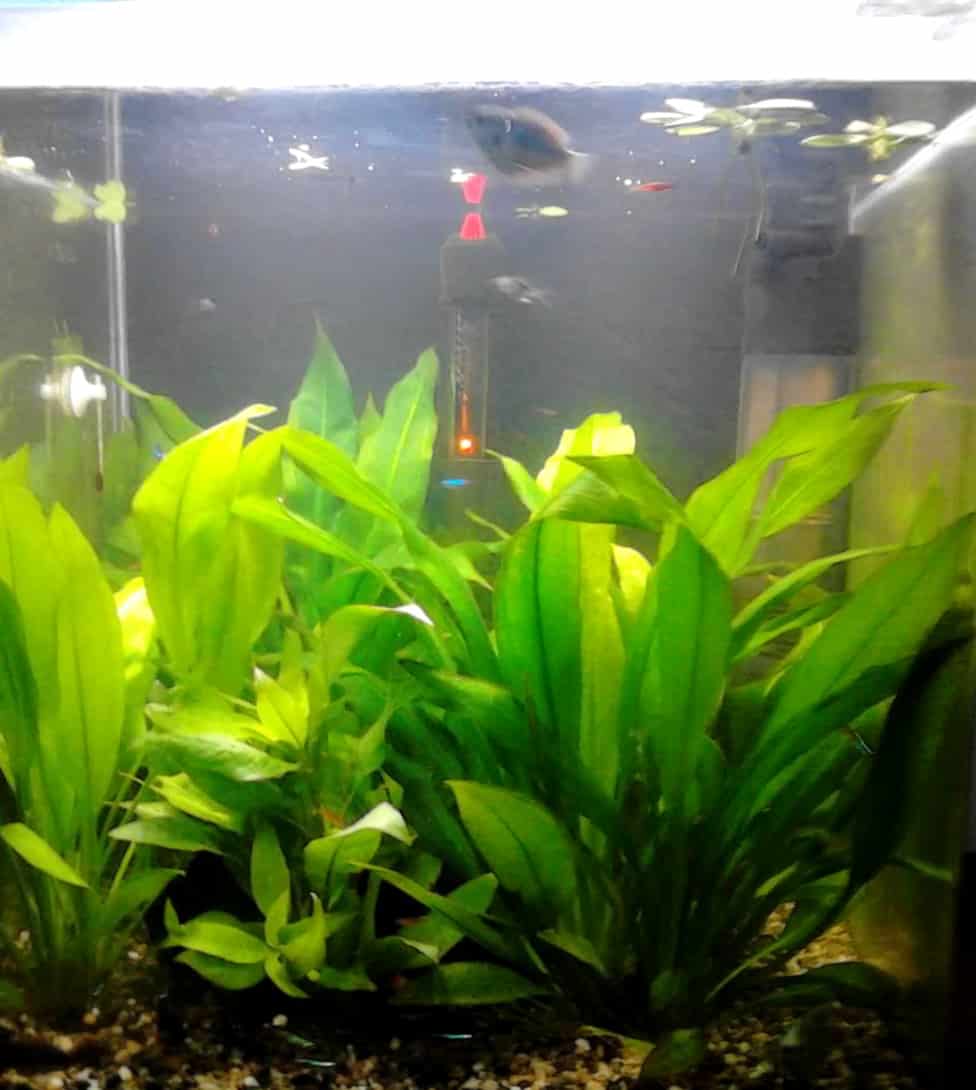 Amazon Sword Plant (Echinodorus grisebachii) Ultimate Care Guide Fish Laboratory