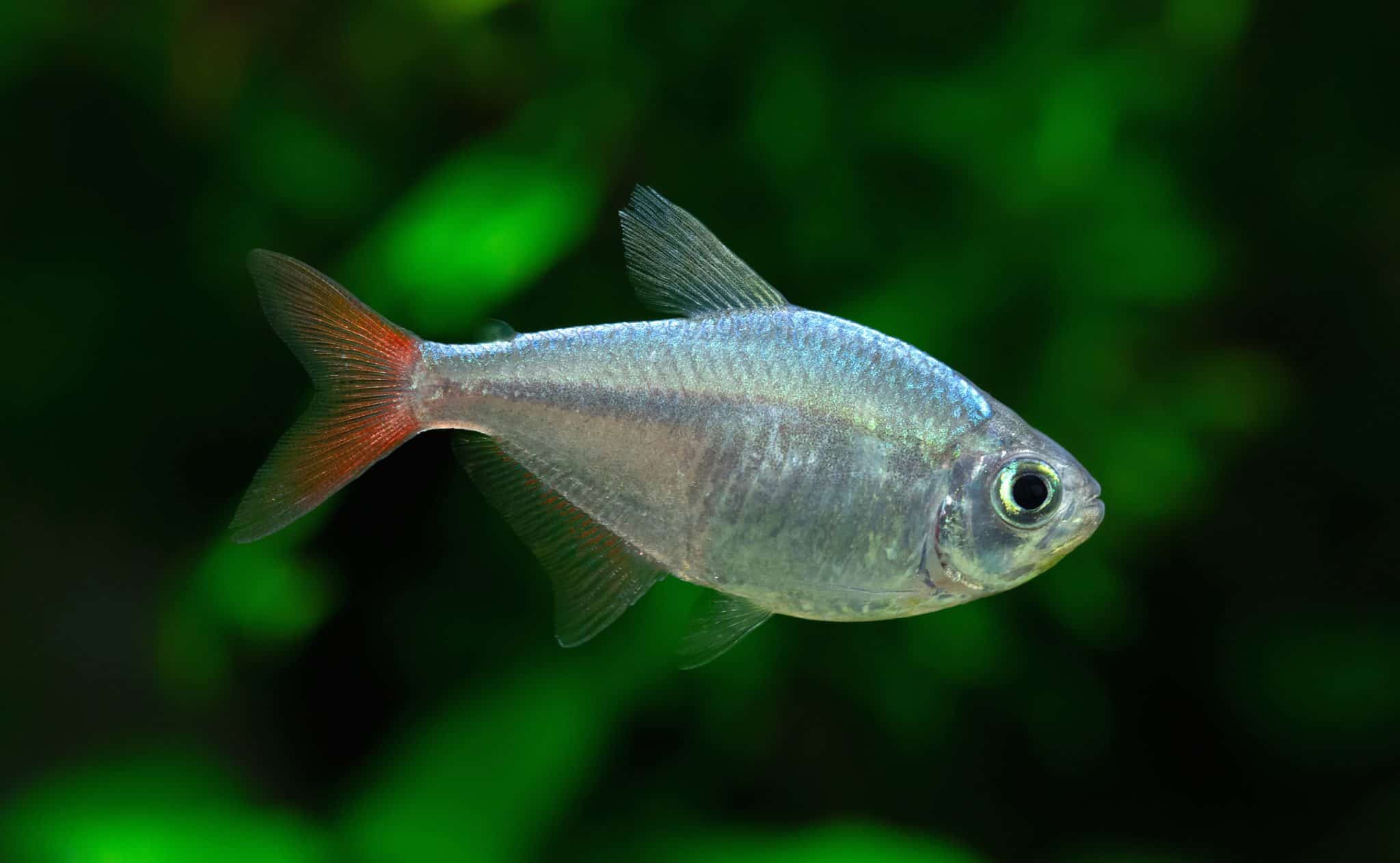 colombian-tetra-care-guide-hyphessobrycon-columbianus-fish-laboratory