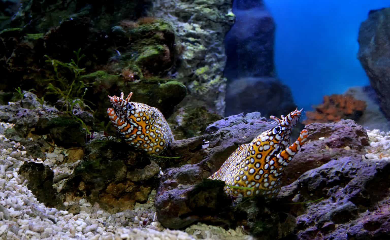 Dragon Moray Eel (Echelycore pardalis) Ultimate Care Guide Fish