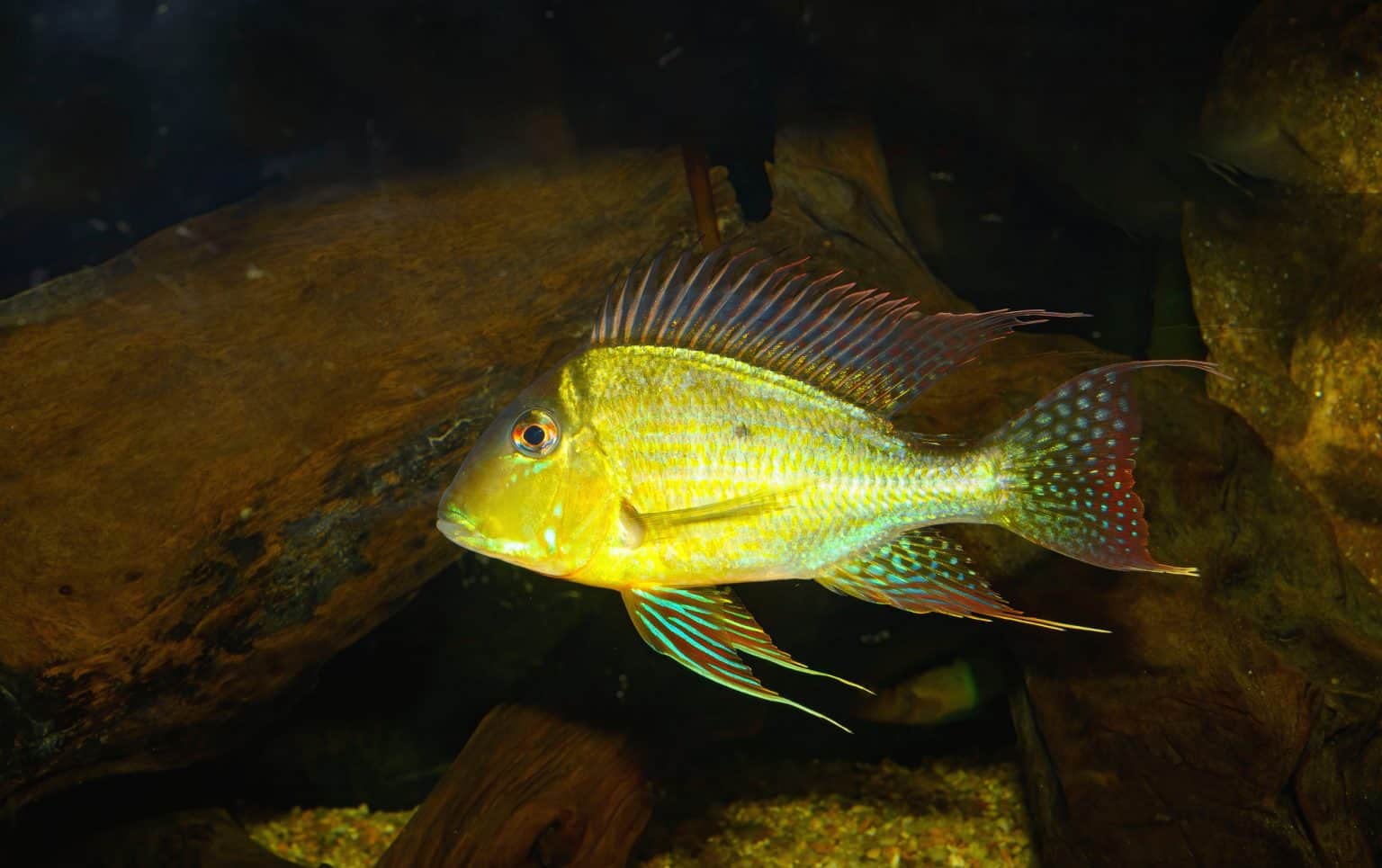 Geophagus Altifrons Care, Size, Tank Mates & Types Fish Laboratory