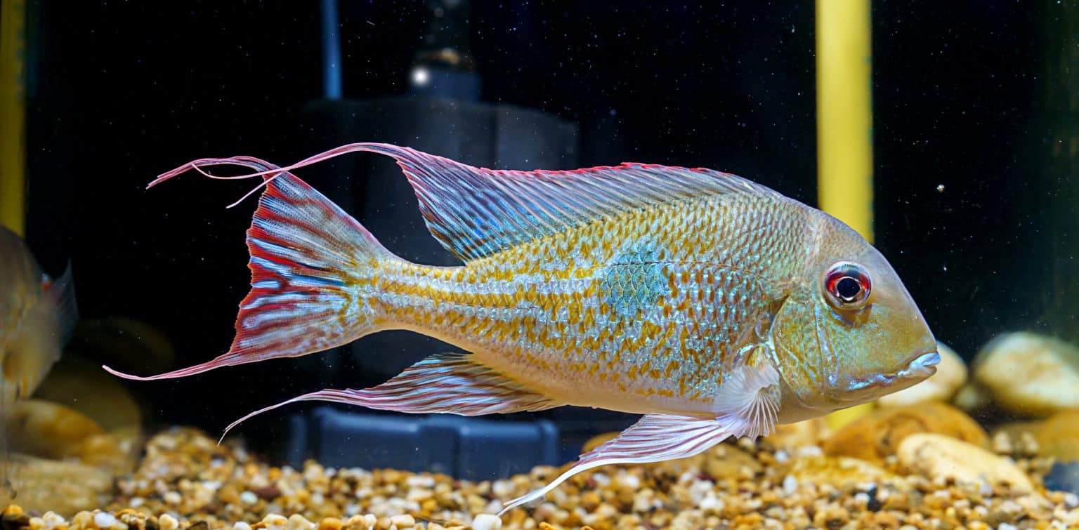 Geophagus Megasema: Ultimate Care Guide - Fish Laboratory