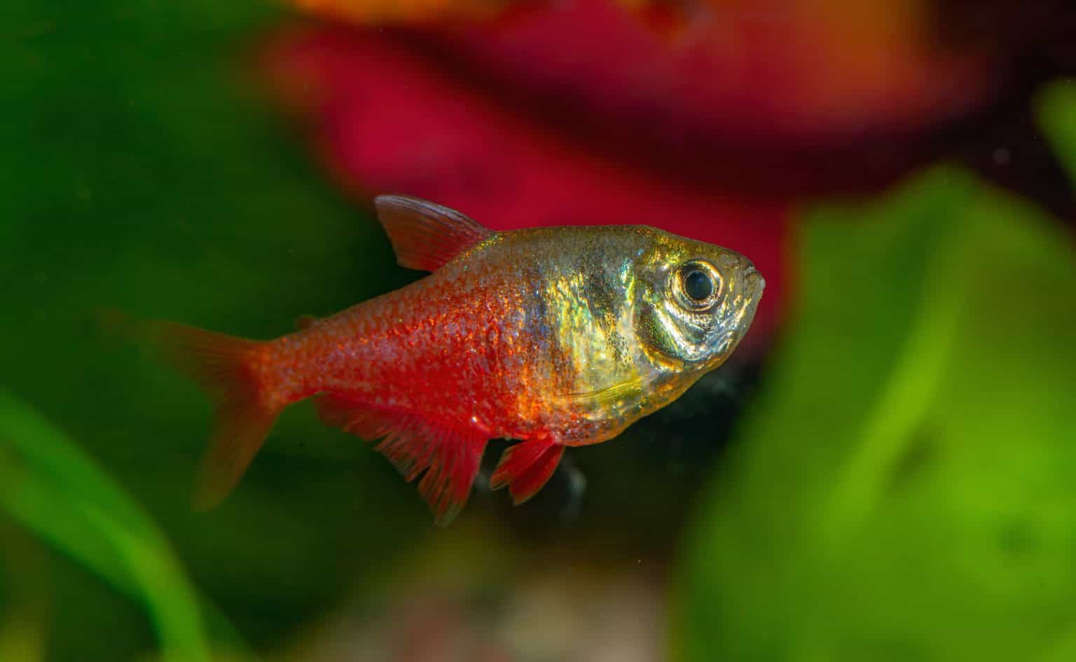 Flame Tetra (Hyphessobrycon flammeus): Ultimate Care Guide - Fish