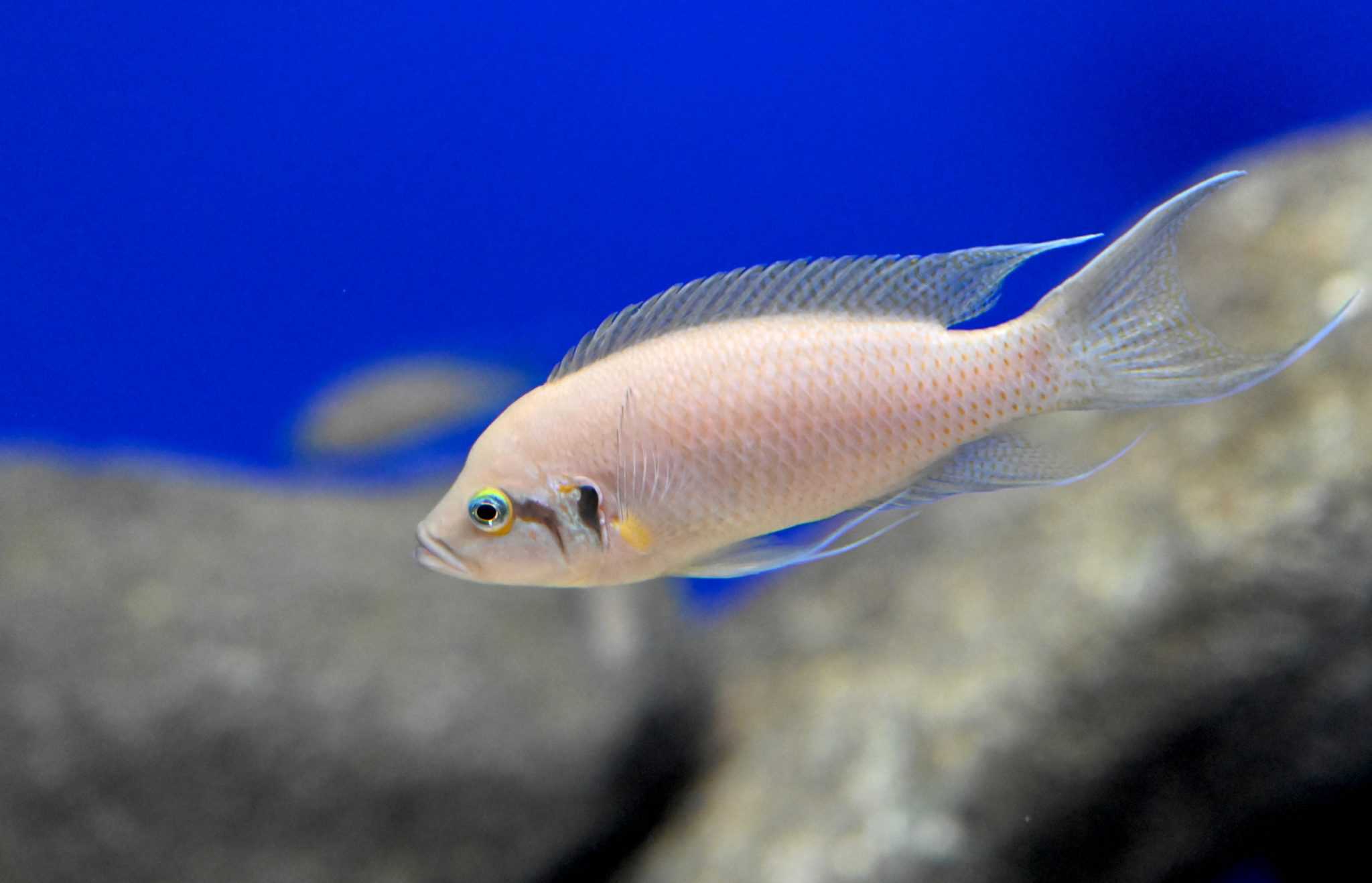 Brichardi Cichlid (Neolamprologus brichardi) Ultimate Care Guide