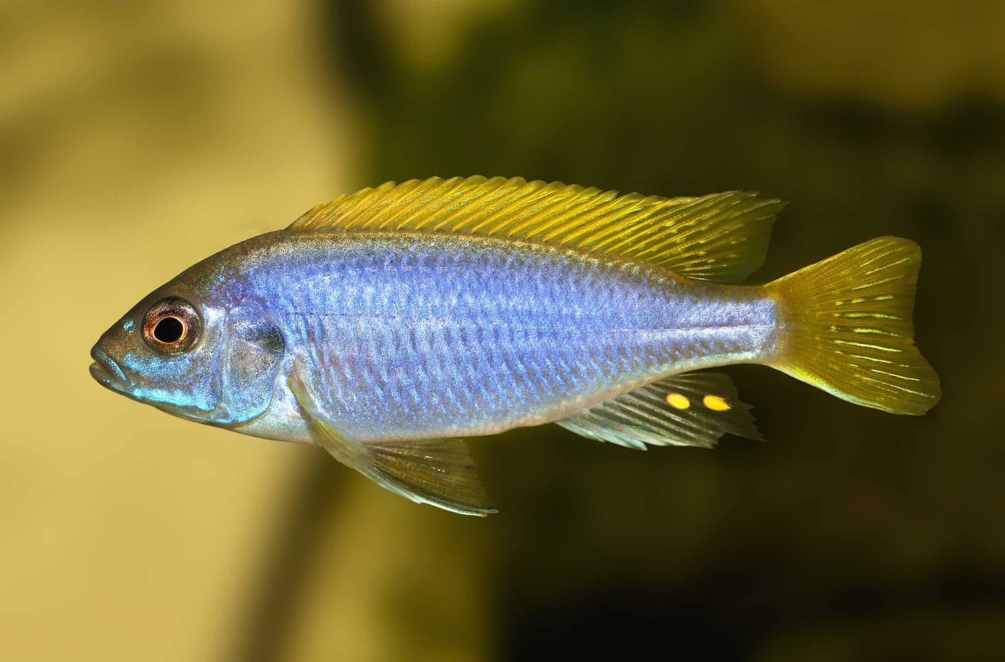 acei-cichlid-pseudotropheus-acei-ultimate-care-guide-fish-laboratory