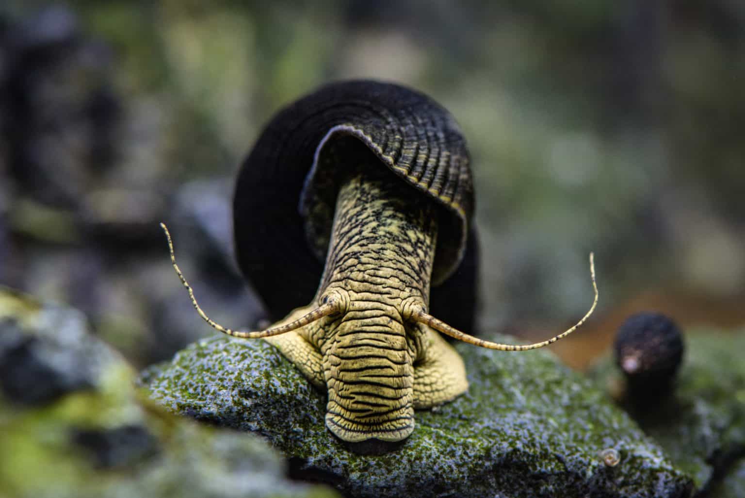 Rabbit Snail (Tylomelania) Ultimate Care Guide Fish Laboratory