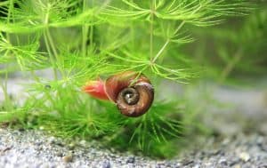 Ramshorn Snail in Aquarium