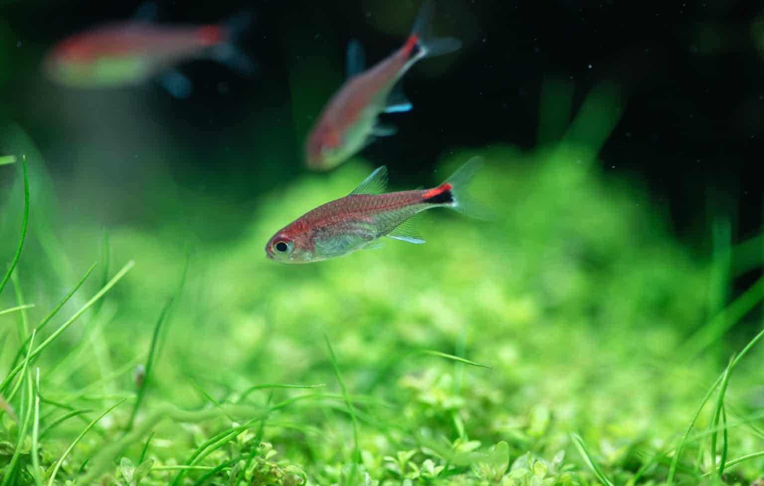 Ruby Red Fish Eating Fish Ruby Tetra (Axelrodia Riesei): Ultimate Care Guide - Fish Laboratory