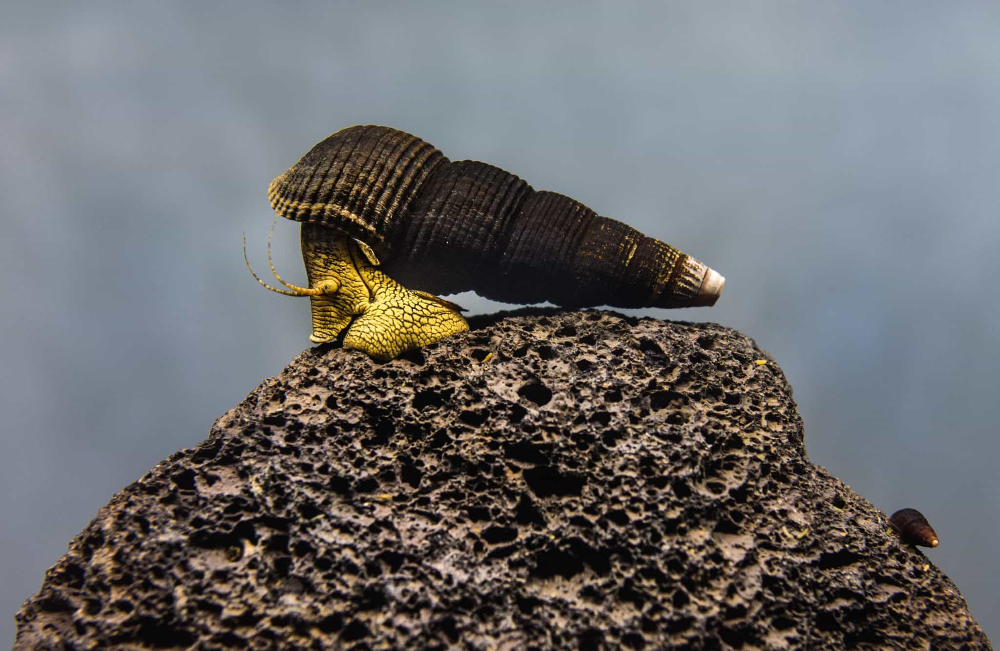 Rabbit Snail (Tylomelania) Ultimate Care Guide Fish Laboratory