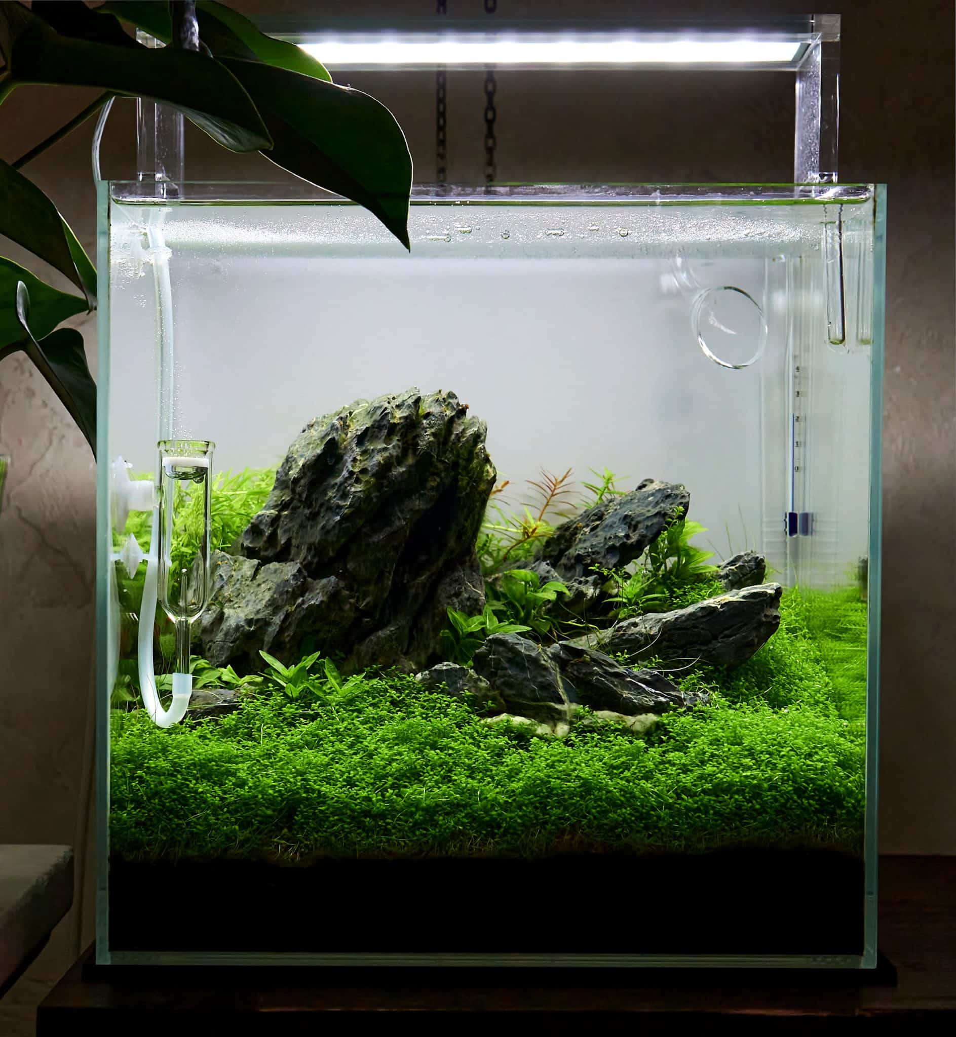 Aquascaping an Aquarium Guide to Aquascape Styles & More Fish Laboratory