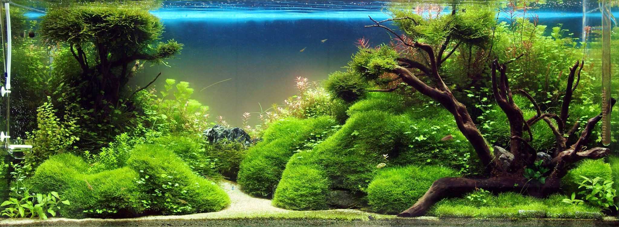 Aquascaping An Aquarium Guide To Aquascape Styles More Fish Laboratory