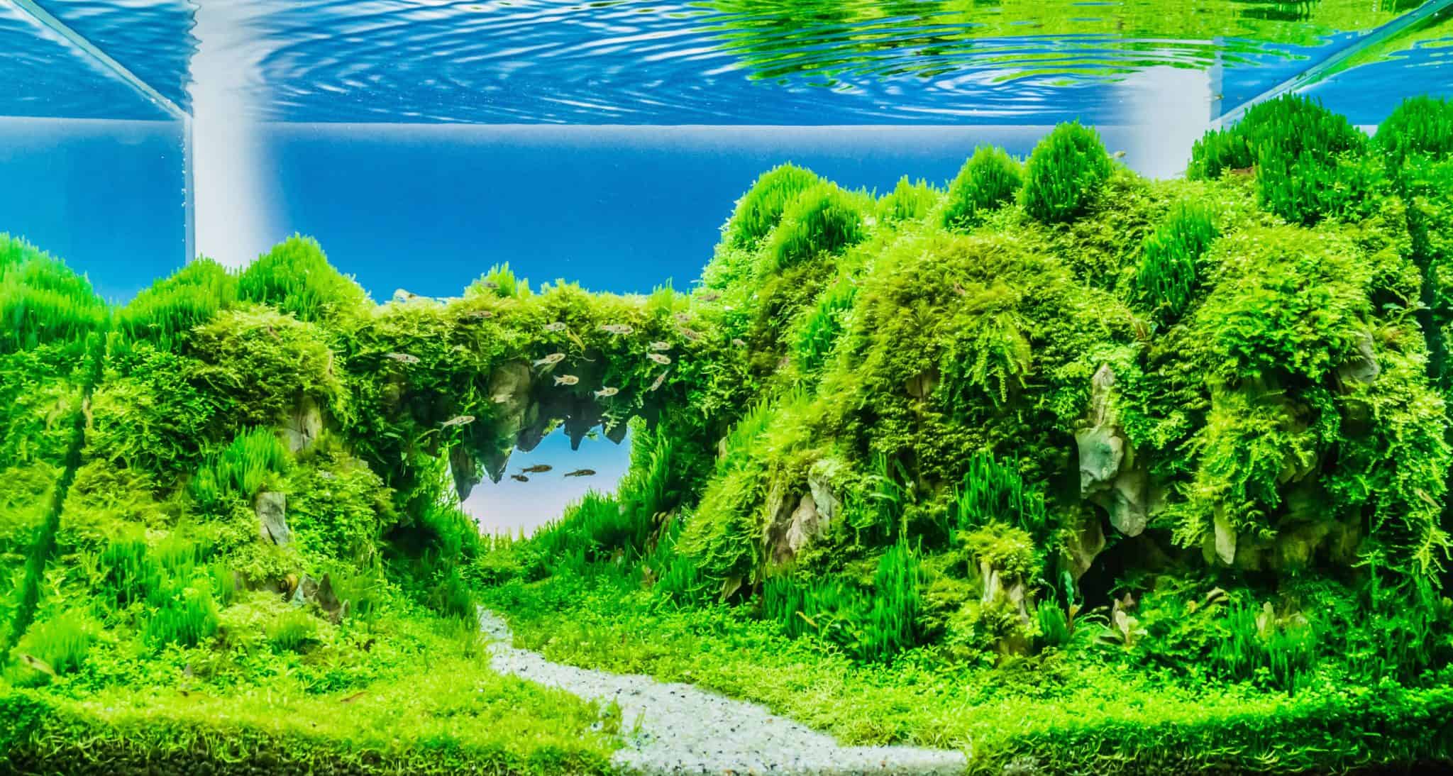 Aquascaping An Aquarium Guide To Aquascape Styles More Fish Laboratory