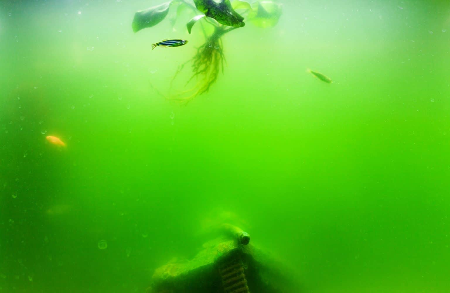 Green Water in Fish Tank Causes & Solutions Fish Laboratory