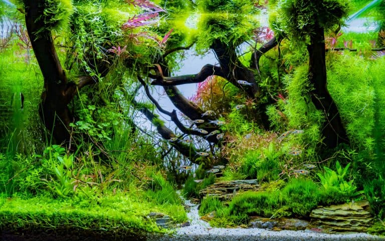 Aquascaping an Aquarium: Guide to Aquascape Styles & More - Fish Laboratory