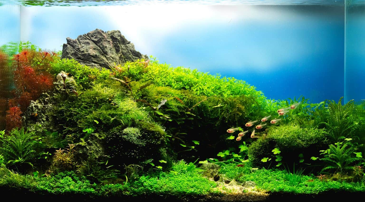 Aquascaping an Aquarium Guide to Aquascape Styles & More Fish Laboratory