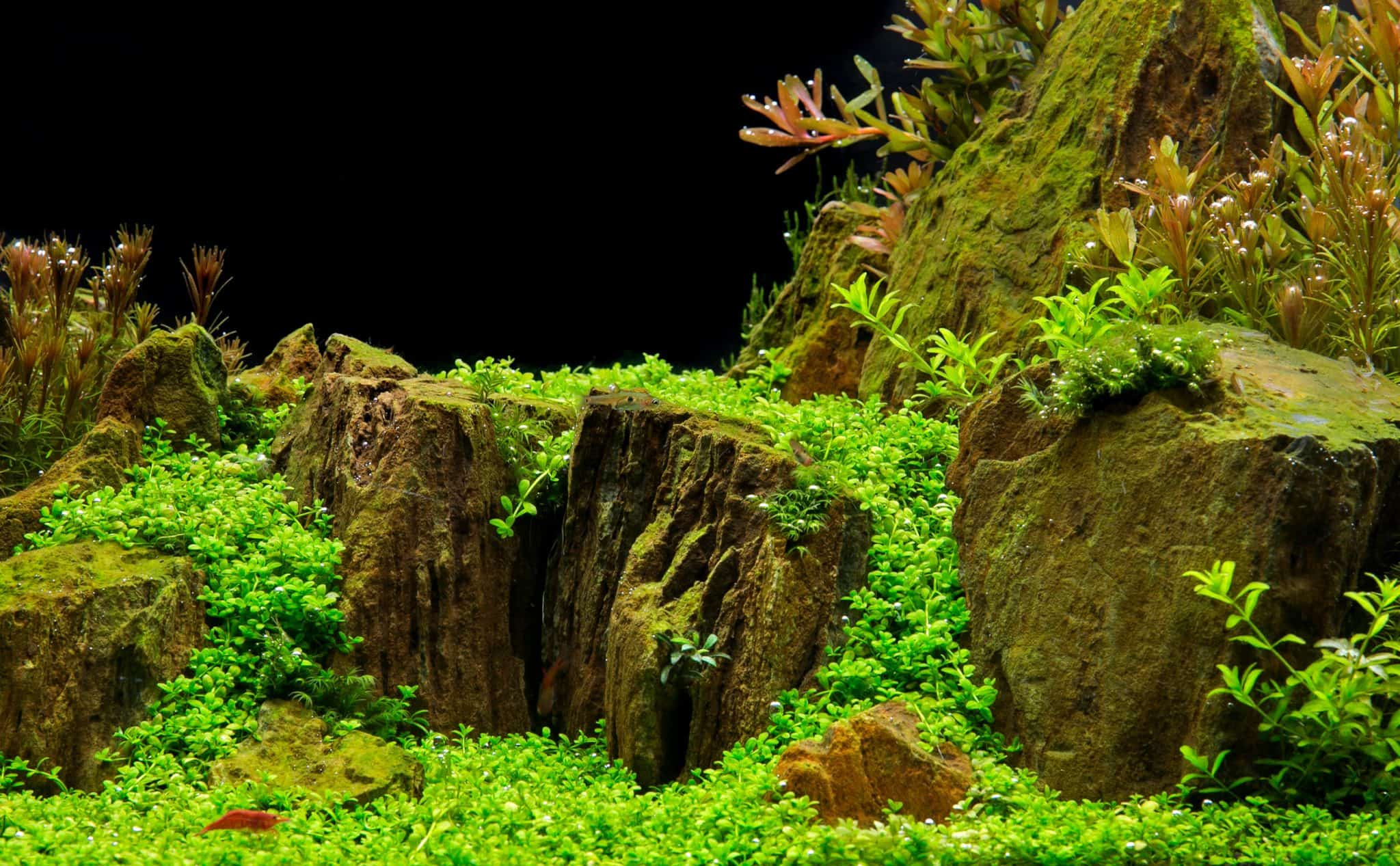 Aquascaping an Aquarium Guide to Aquascape Styles & More Fish Laboratory