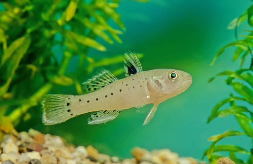 Knight Goby Care Guide Stigmatogobius Sadanundio Fish Laboratory Knight Goby Care Guide Stigmatogobius Sadanundio Fish Laboratory