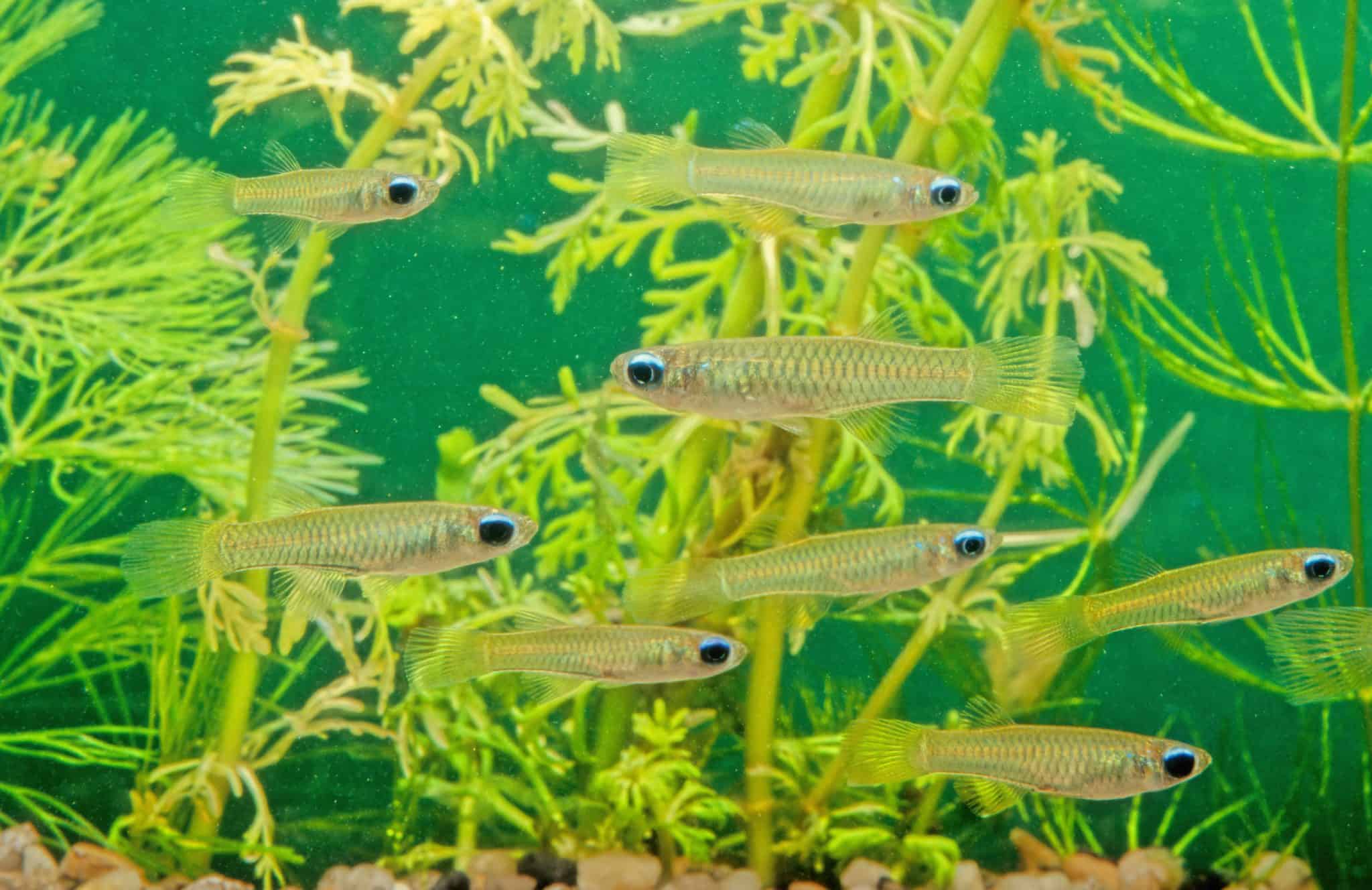 Lampeye Killifish (Poropanchax normani) Ultimate Guide Fish Laboratory
