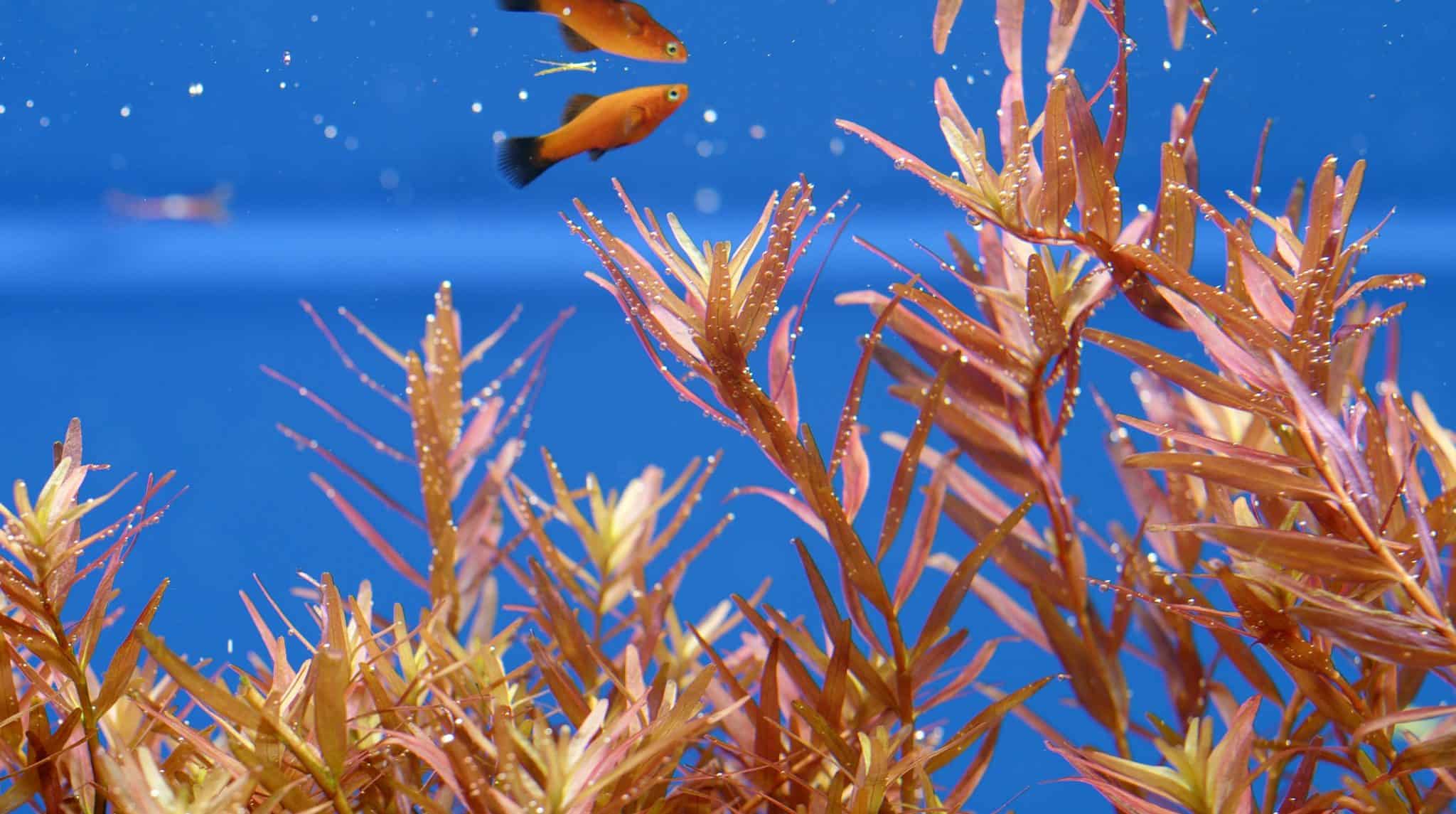 Limnophila Aromatica: Ultimate Care Guide - Fish Laboratory