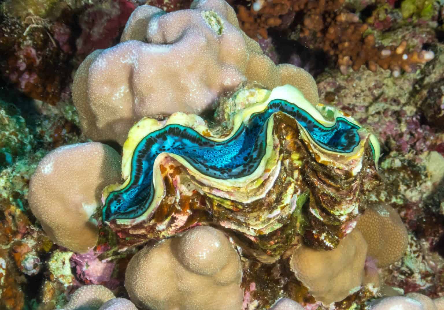 Maxima clam tridacna maxima ultimate care guide fish laboratory