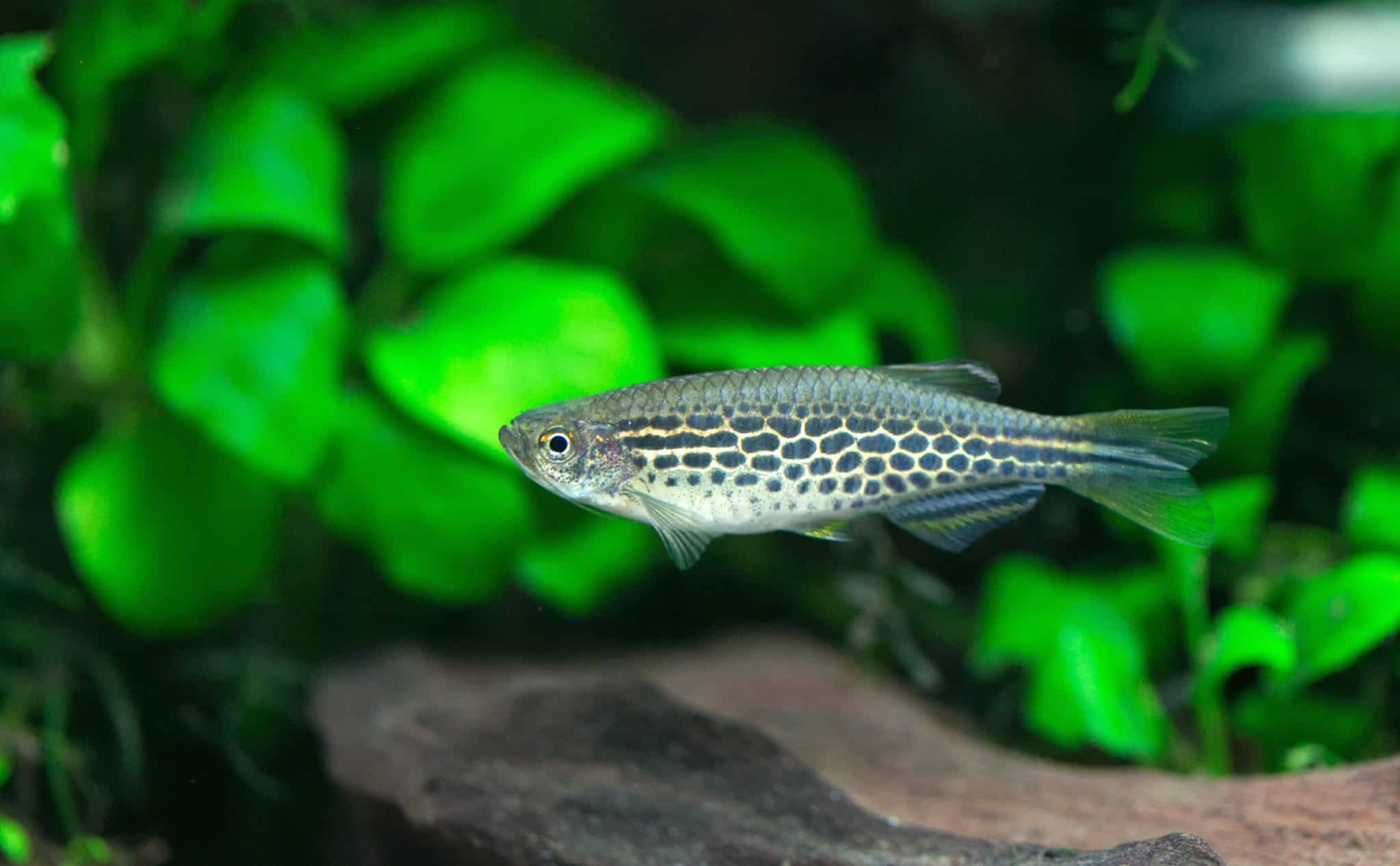 Danio Kyathit Care Guide (Orange Finned Danio) - Fish Laboratory