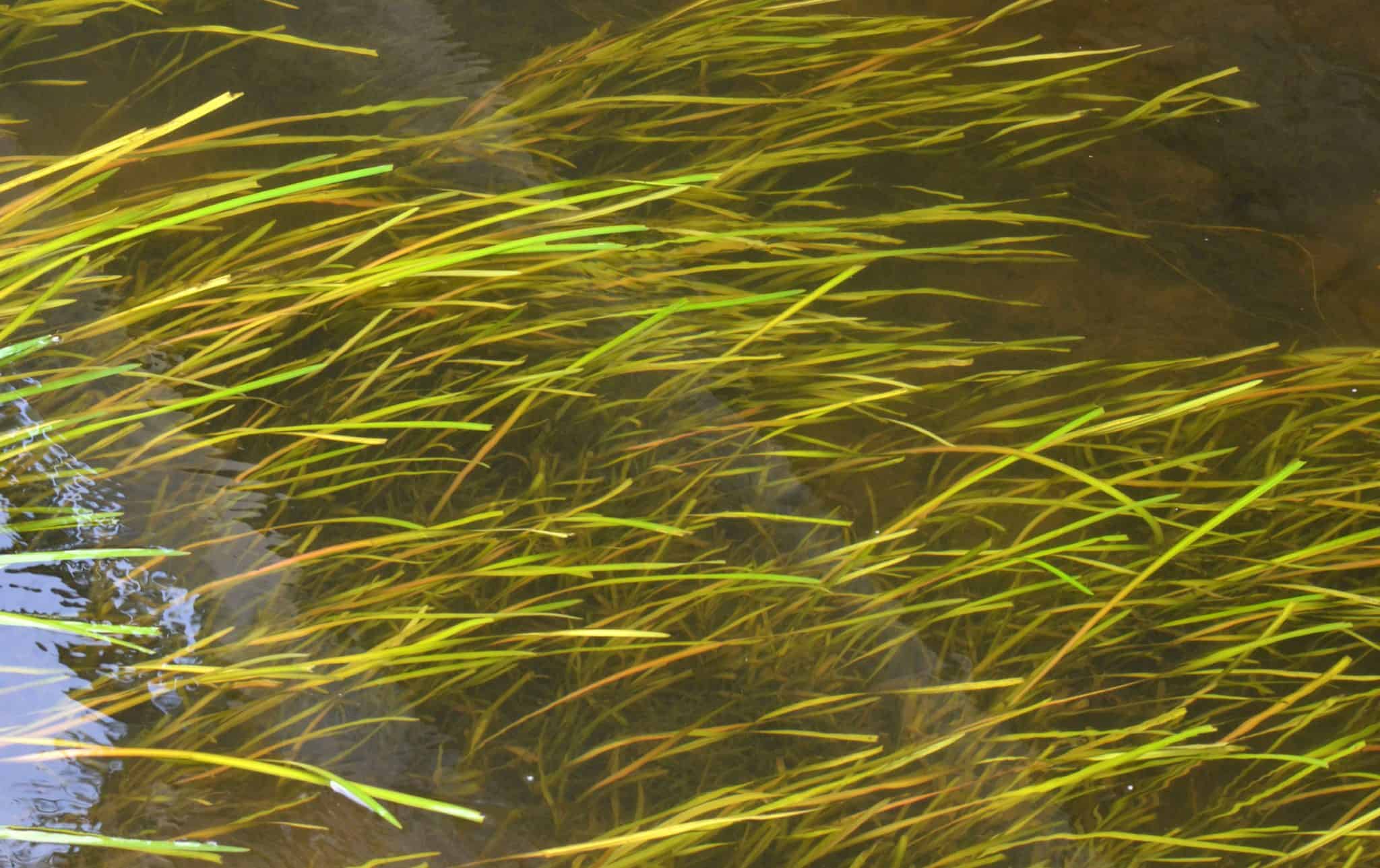 Vallisneria Spiralis Ultimate Care Guide Fish Laboratory vallisneria-spiralis-ultimate-care-guide-fish-laboratory
