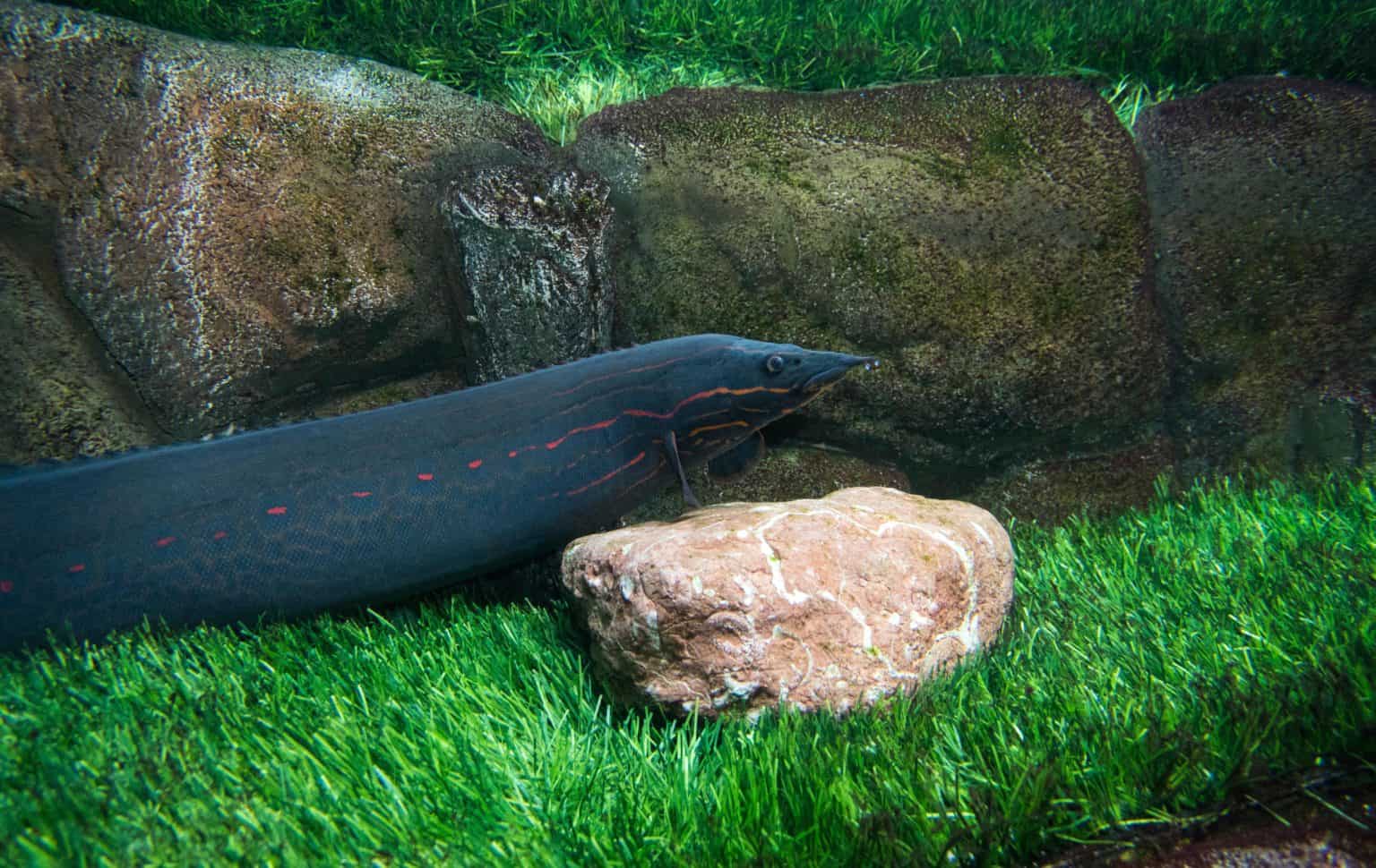 Fire Eel (Mastacembelus erythrotaenia) Ultimate Care Guide Fish