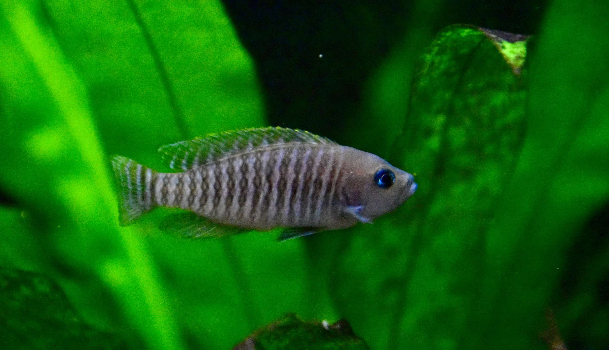Neolamprologus Multifasciatus Temperature