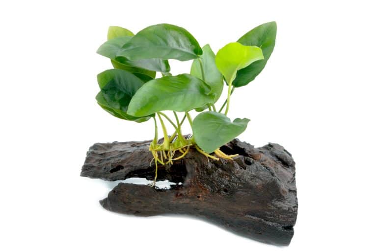 Anubias Plant Care Guide & Types Fish Laboratory