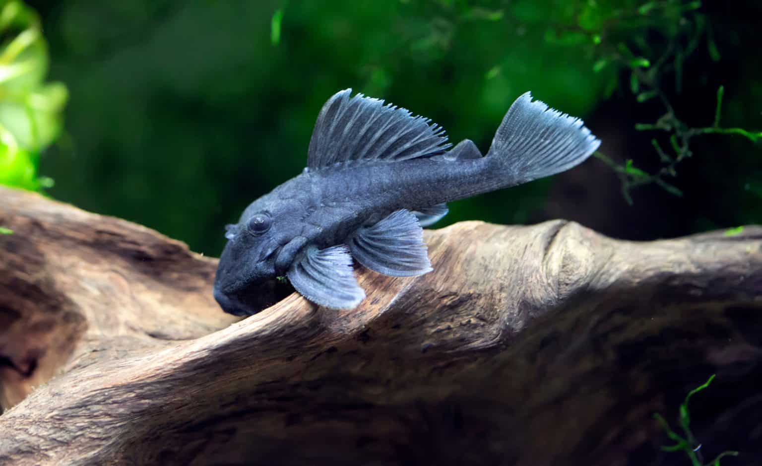 L239 Pleco (Blue Panaque Pleco) Ultimate Care Guide Fish Laboratory