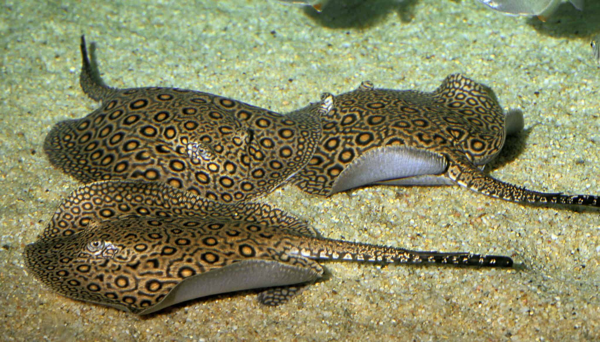 Ocellate River Stingray (Potamotrygon motoro): Ultimate Guide - Fish ...