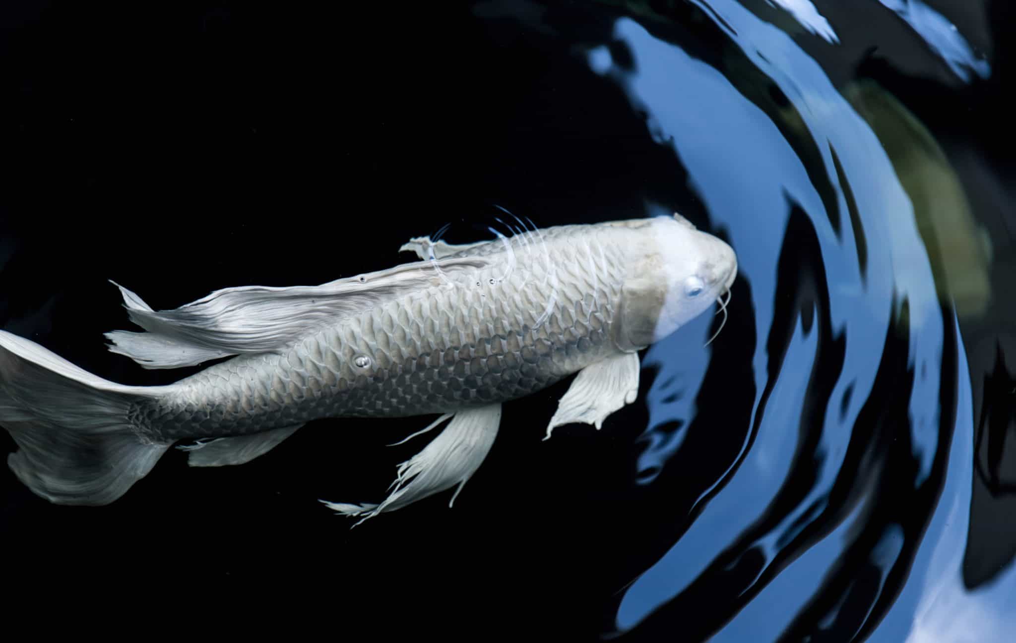 Koi Fish Price How much do Koi Fish Cost? Fish Laboratory