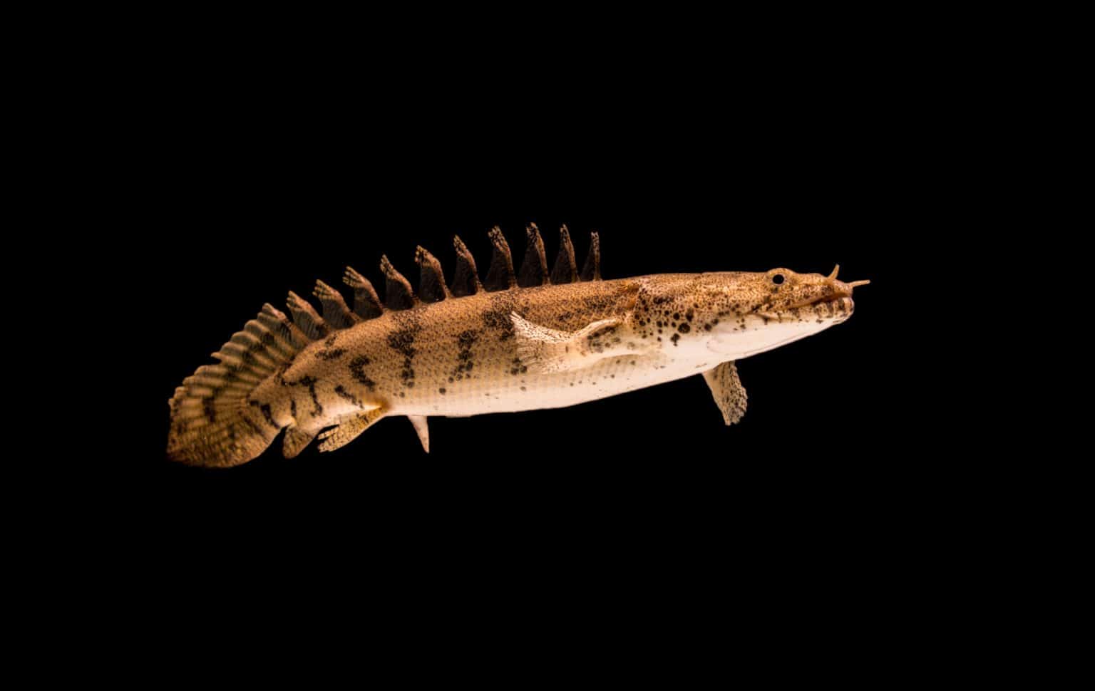 Saddled Bichir (Polypterus endlicheri endlicheri) Care Guide Fish