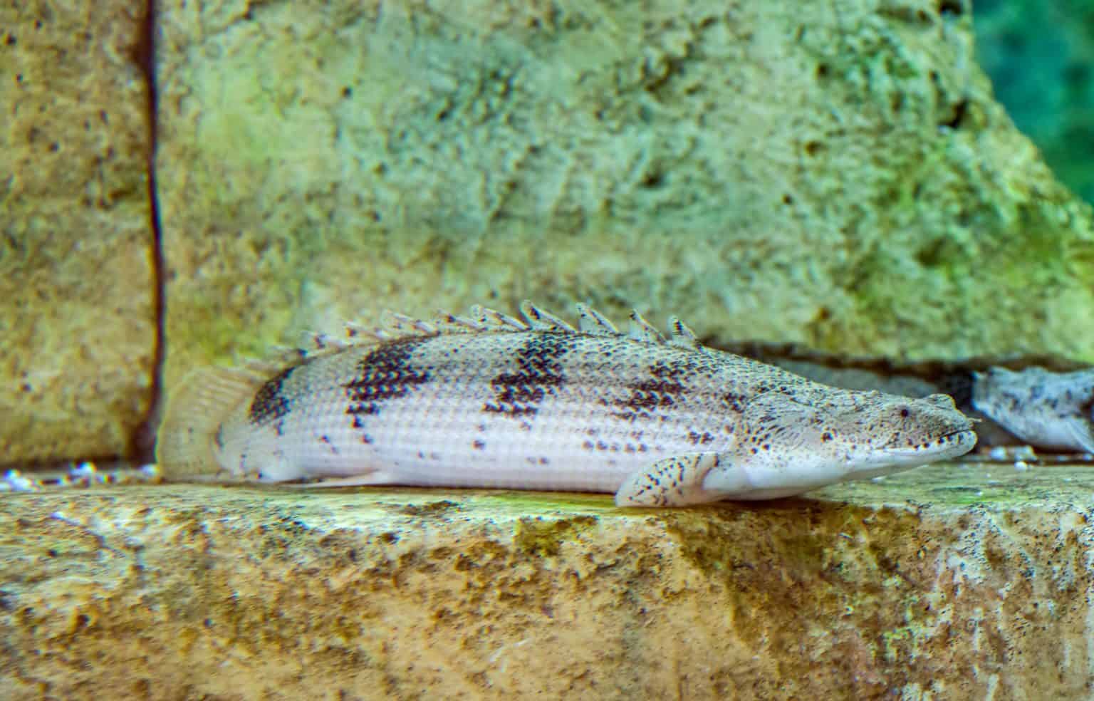 Saddled Bichir (Polypterus endlicheri endlicheri) Care Guide Fish